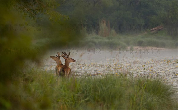Red deer