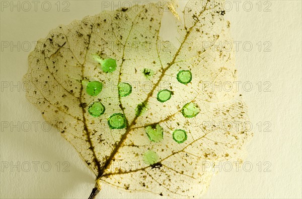 Fine Details of a Leaf Skeleton with Green Drops