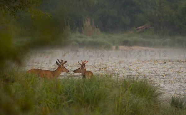 Red deer