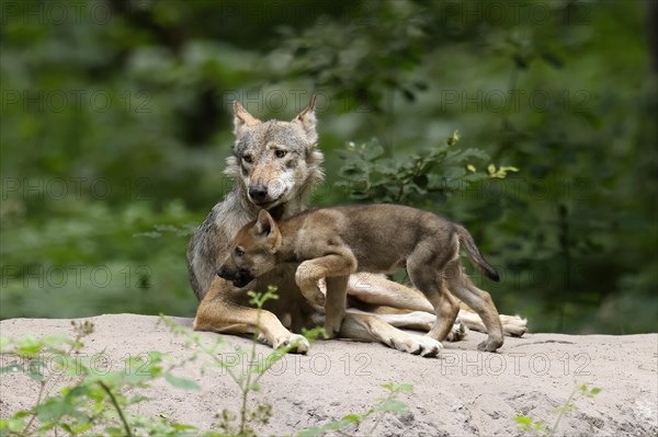 European gray wolf