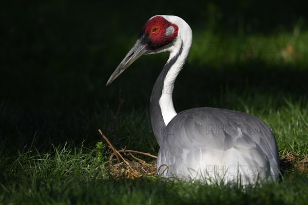 White-naped Crane