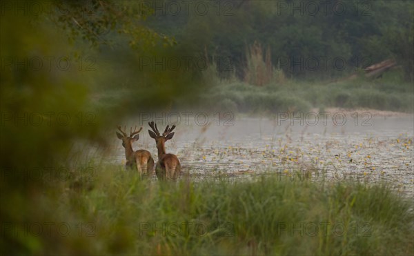 Red deer