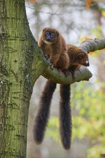 Red-bellied lemur