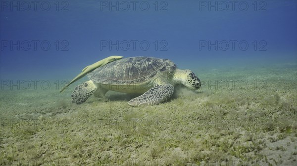 Wide-angle shot of Sea turtle grazing on the seaseabed