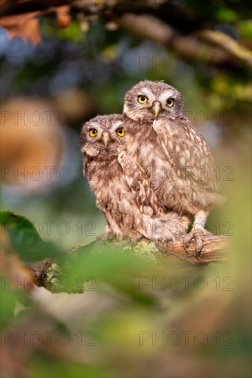 Little Owl