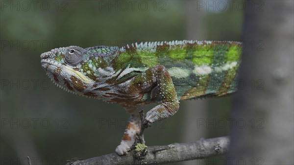Bright Panther chameleon