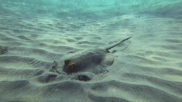 Stingray searches for food at the bottom on sunny day. Blue spotted Stingray or Bluespotted Ribbontail Ray