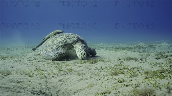 Sea turtle grazing on the seaseabed