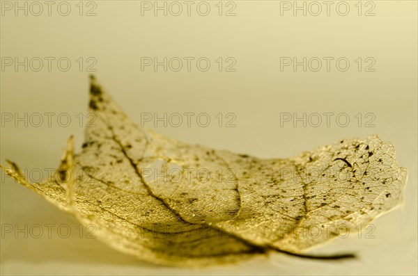 Fine Details of a Skeleton Leaf