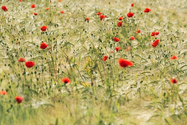 Corn poppy blossom