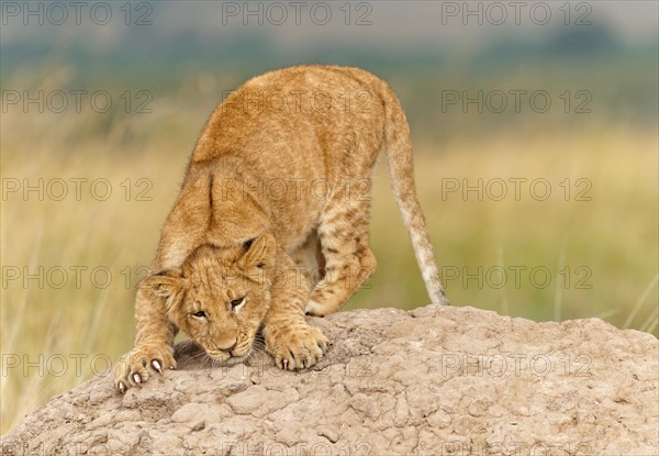 Young lion