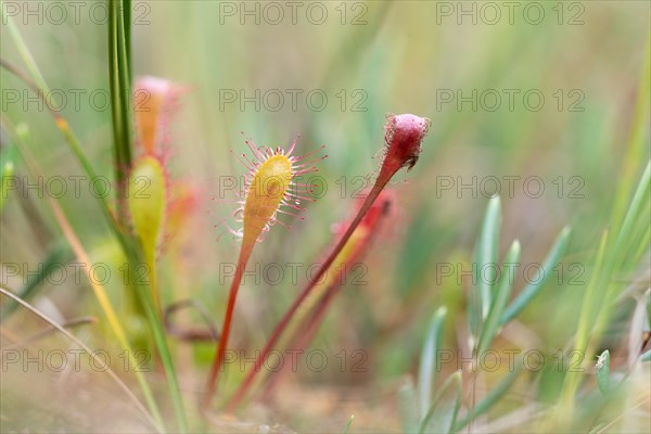 English sundew