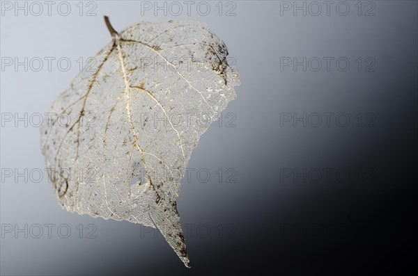 Fine Details of a Skeleton Leaf