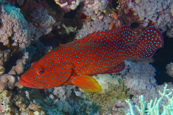 Vermillion seabass