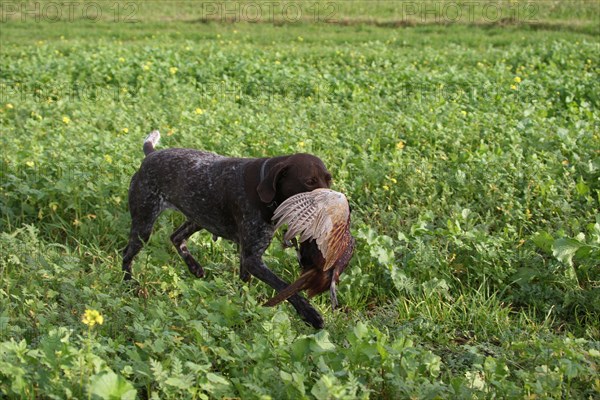 Hunting dog German Shorthair retrieves shot pheasant