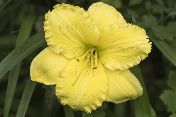 Daylily