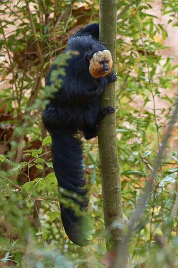 White-faced saki