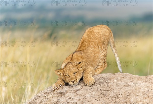 Young lion