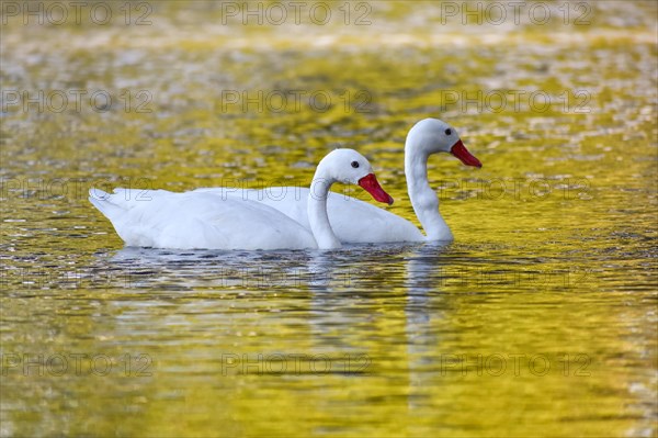 A pair of Coscoroba