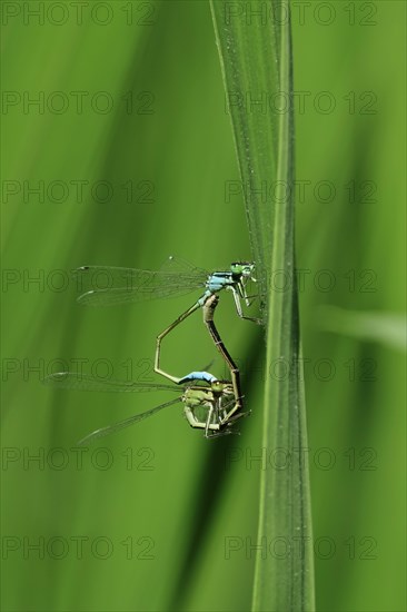 Dragonfly wheel