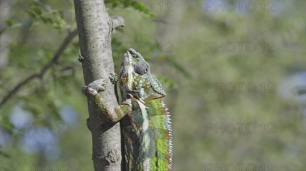 Green chameleon going up tree trunk on sunny day. Panther chameleon