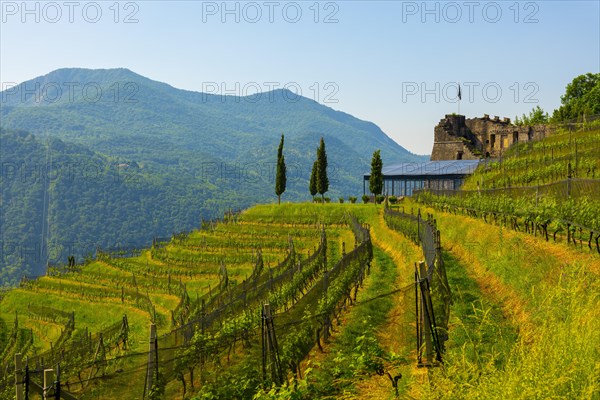 Castle and Vineyard with Mountain View in a Sunny Summer Day in Morcote