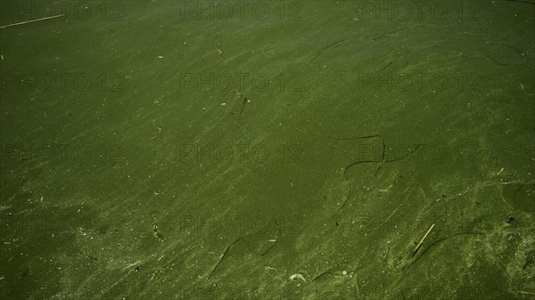 In Black Sea Blue-green algae blooms