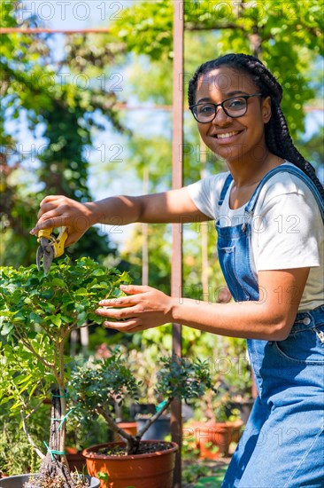 Portrait of black ethnic woman with braids gardener working in the nursery inside the greenhouse cutting the bonsai trees
