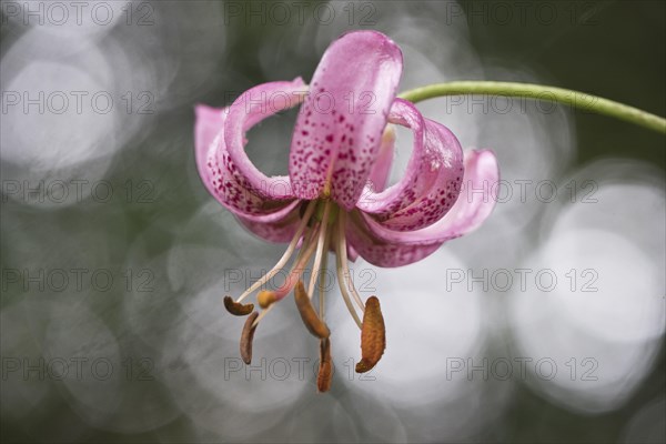 Martagon lily