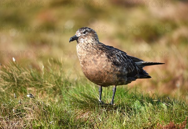 Great skua