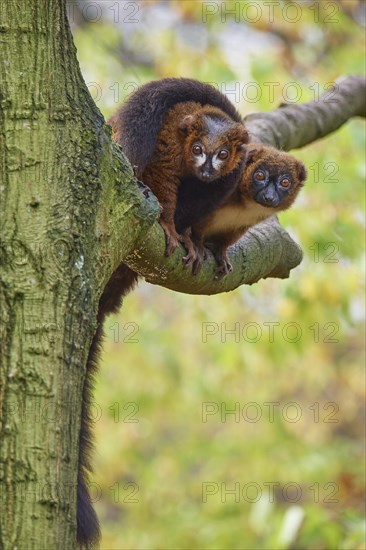 Red-bellied lemur