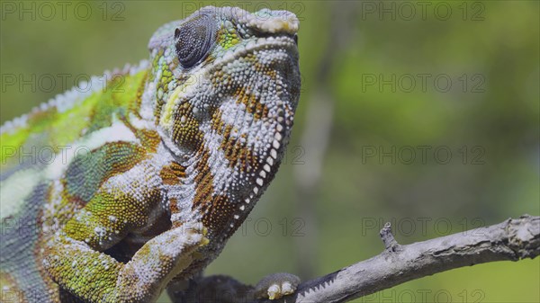 Close-up portrait of curious chameleon looks at up on sunny day. Panther chameleon
