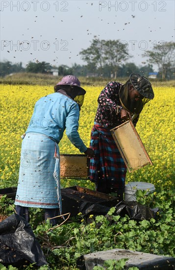 Bee keepers working in a bee farm near a mustards field in a village in Barpeta district of Assam in India on Wednesday 22 December 2021. The bee keeping business is one of the most profitable busines...