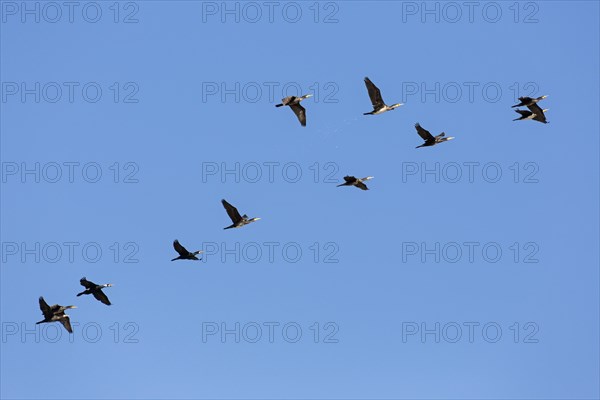 Flock of great cormorants