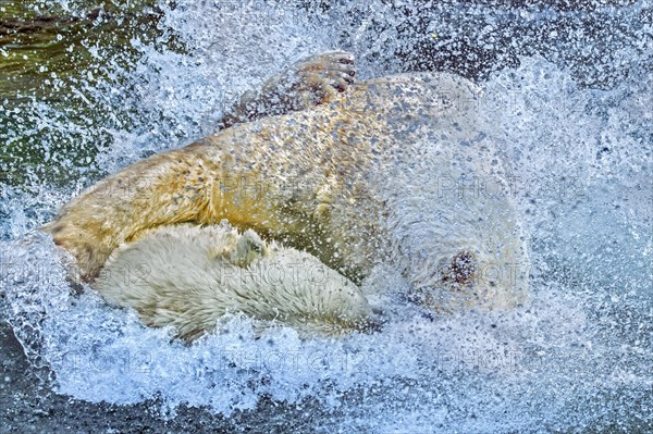 Two polar bears