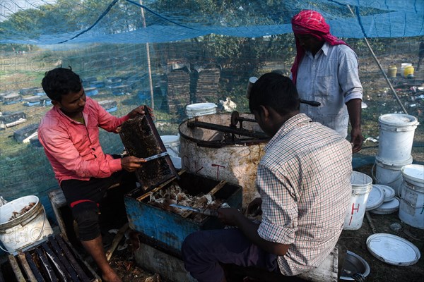 Bee keepers working in a bee farm near a mustards field in a village in Barpeta district of Assam in India on Wednesday 22 December 2021. The bee keeping business is one of the most profitable busines...