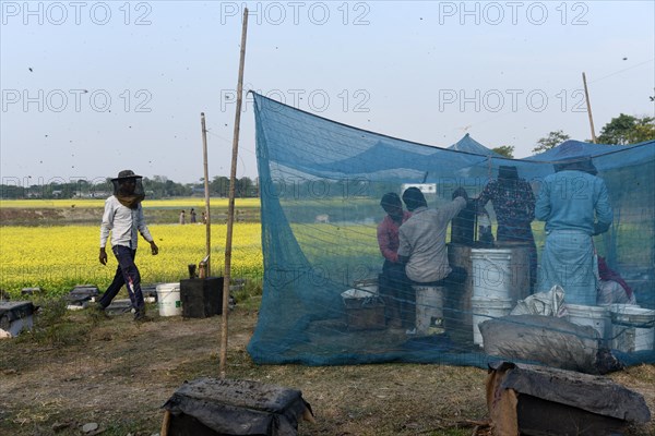 Bee keepers working in a bee farm near a mustards field in a village in Barpeta district of Assam in India on Wednesday 22 December 2021. The bee keeping business is one of the most profitable busines...