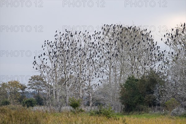 Colony of great cormorants
