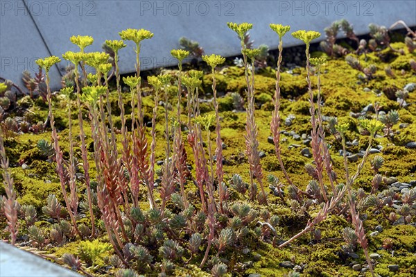Flat roof with reflexed stonecrop
