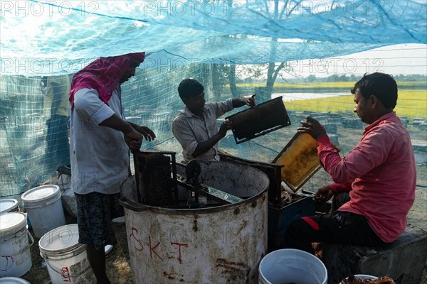 Bee keepers working in a bee farm near a mustards field in a village in Barpeta district of Assam in India on Wednesday 22 December 2021. The bee keeping business is one of the most profitable busines...