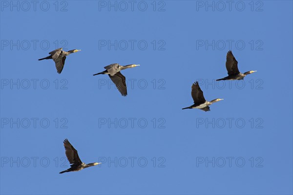 Flock of great cormorants