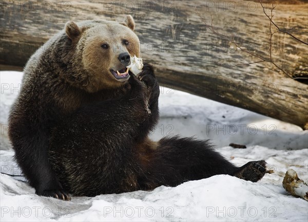 Eurasian brown bear