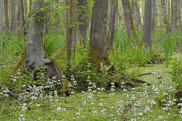 Alder carr showing black alder trees and aquatic plants like yellow flag