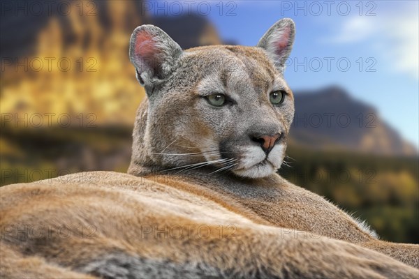 Close-up portrait of cougar