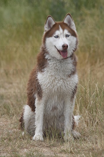 Siberian Husky