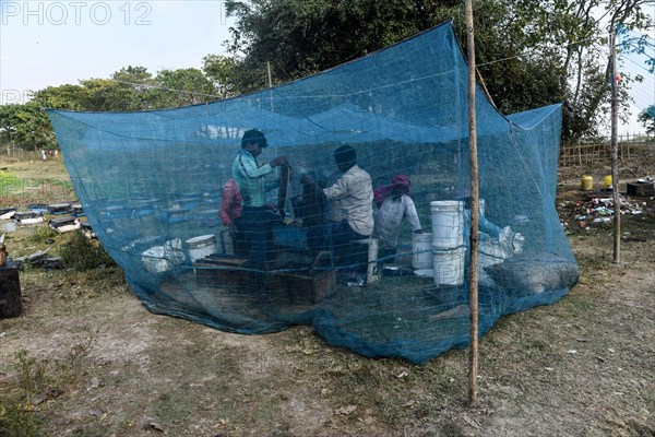 Bee keepers working in a bee farm near a mustards field in a village in Barpeta district of Assam in India on Wednesday 22 December 2021. The bee keeping business is one of the most profitable busines...