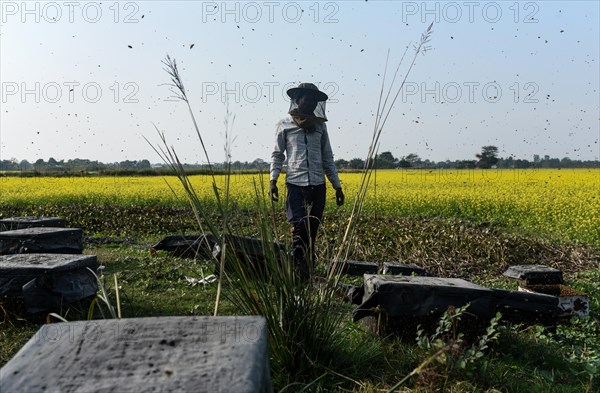 Bee keepers working in a bee farm near a mustards field in a village in Barpeta district of Assam in India on Wednesday 22 December 2021. The bee keeping business is one of the most profitable busines...