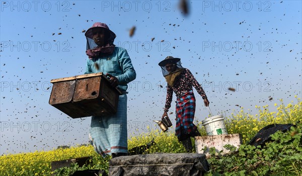 Bee keepers working in a bee farm near a mustards field in a village in Barpeta district of Assam in India on Wednesday 22 December 2021. The bee keeping business is one of the most profitable busines...