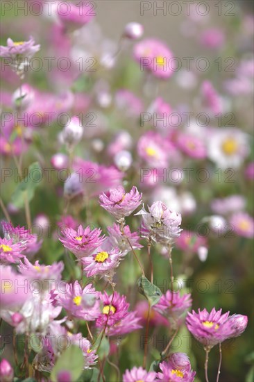 Rose Immortelle