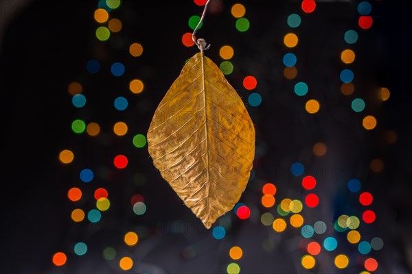 Dry leaf on a bokeh lighton a dark background